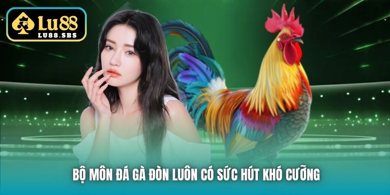Bộ môn đá gà đòn luôn có sức hút khó cưỡng