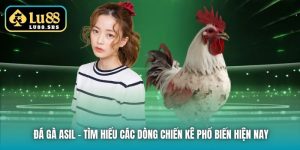 Đá Gà Asil - Tìm Hiểu Các Dòng Chiến Kê Phổ Biến Hiện Nay