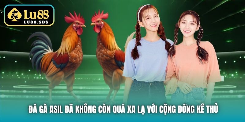 Đá gà Asil đã không còn quá xa lạ với cộng đồng kê thủ