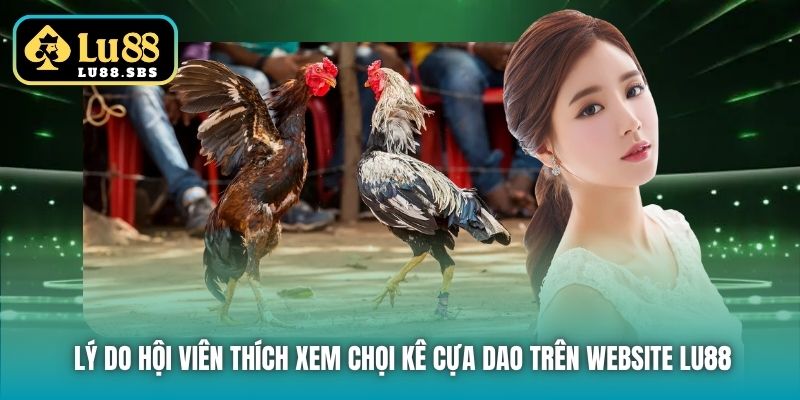 Lý do hội viên thích xem chọi kê cựa dao trên website Lu88