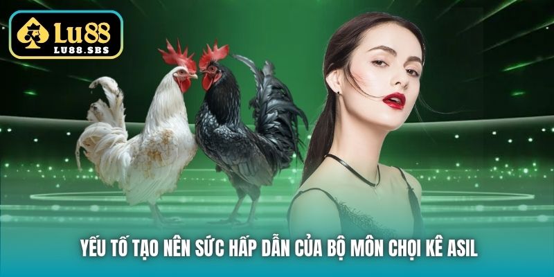 Yếu tố tạo nên sức hấp dẫn của bộ môn chọi kê Asil